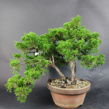 Bonsai - Wacholder, Juniperus Chinensis