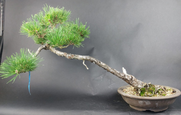 Bonsai - Pinus Thunbergii, Schwarzkiefer, Japan