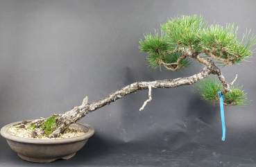Bonsai - Pinus Thunbergii, Schwarzkiefer, Japan