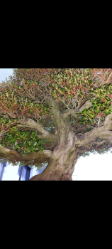 Bonsai - Jap. Satsuki Azalee, Kinsai