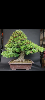 Bonsai - Jap. Satsuki Azalee, Kinsai