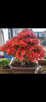 Bonsai - Jap. Satsuki Azalee, Kinsai