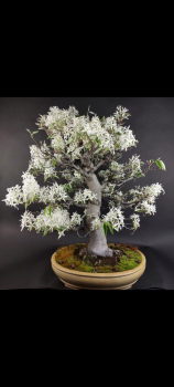 Preview: Bonsai - Felsenbirne, Amelanchier asiatica