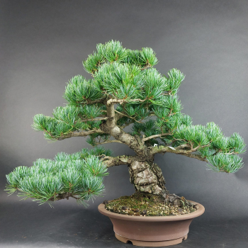 Bonsai - Mädchenkiefer, Pinus Pentaphylla, Japan