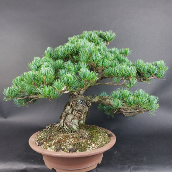 Preview: Bonsai - Mädchenkiefer, Pinus Pentaphylla, Japan