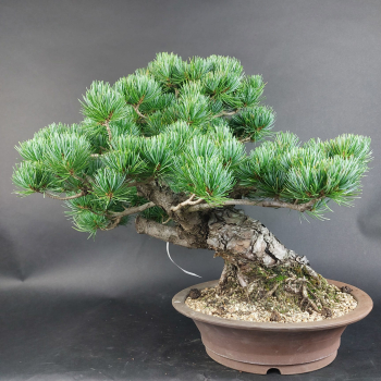 Bonsai - Mädchenkiefer, Pinus Pentaphylla, Japan