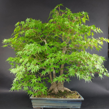 Bonsai - Fächerahorn, Acer Palmatum
