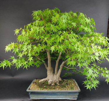 Preview: Bonsai - Fächerahorn, Acer Palmatum