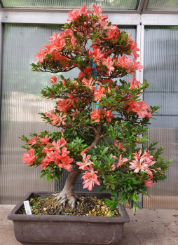 Bonsai - Jap. Satsuki Azalee, Tateyama-no-Mai