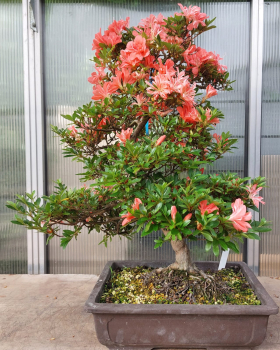 Preview: Bonsai - Jap. Satsuki Azalee, Tateyama-no-Mai