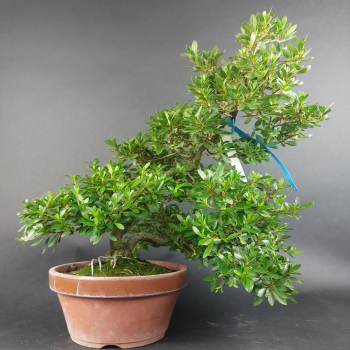 Preview: Bonsai - Jap. Satsuki Azalee, Murasaki