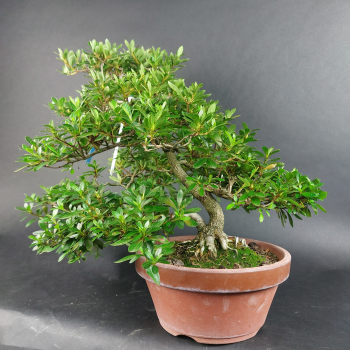 Preview: Bonsai - Jap. Satsuki Azalee, Murasaki