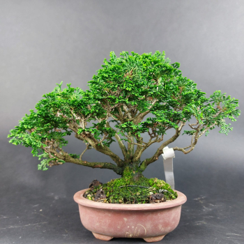 Bonsai - Scheinzypresse, Chamaecyparis obtusa Hinoki