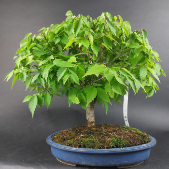 Bonsai - Zelkova Serrata
