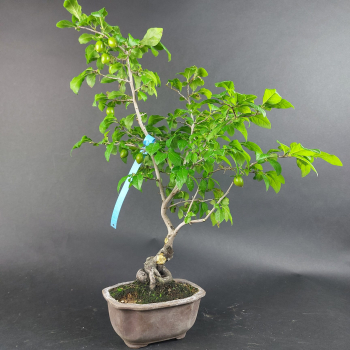 Bonsai - Diospyros Kaki, female