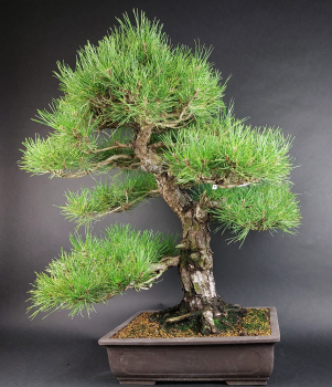 Bonsai - Japanese Black Pine, Pinus Thunbergii