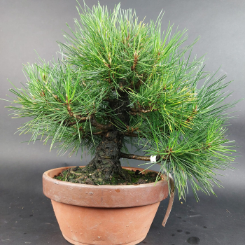 Bonsai - Pinus Thunbergii, Schwarzkiefer, Japan