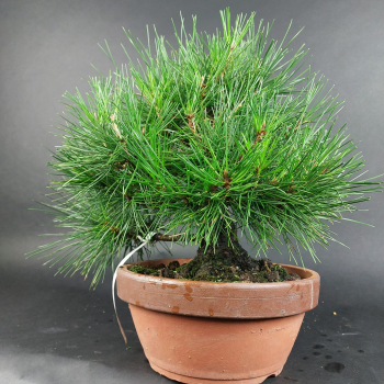 Preview: Bonsai - Pinus Thunbergii, Schwarzkiefer, Japan