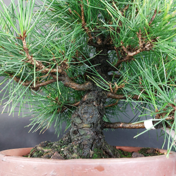 Preview: Bonsai - Pinus Thunbergii, Schwarzkiefer, Japan