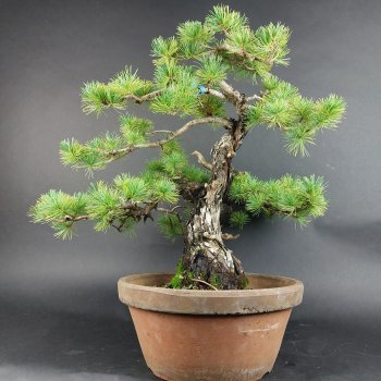 Bonsai - Mädchenkiefer, Pinus Pentaphylla, Japan