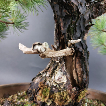 Preview: Bonsai - Mädchenkiefer, Pinus Pentaphylla, Japan