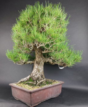 Bonsai - Schwarzkiefer, Pinus Thunbergii, Japan