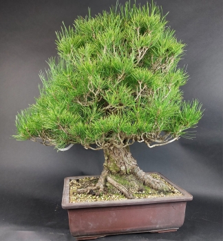 Preview: Bonsai - Schwarzkiefer, Pinus Thunbergii, Japan