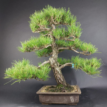 Bonsai - Schwarzkiefer, Pinus Thunbergii, Japan