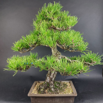 Bonsai - Schwarzkiefer, Pinus Thunbergii, Japan