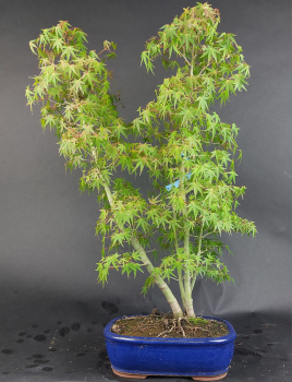 Bonsai - Fächerahorn, Acer Palmatum Yukihime