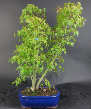 Preview: Bonsai - Fächerahorn, Acer Palmatum Yukihime