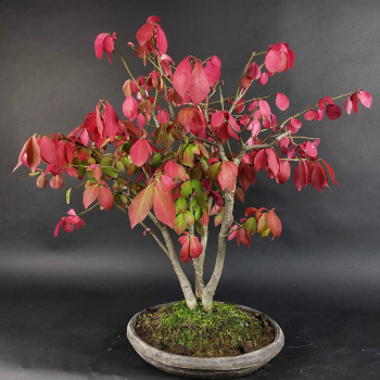 Preview: Bonsai - Euonymus alatus, Spindelstrauch