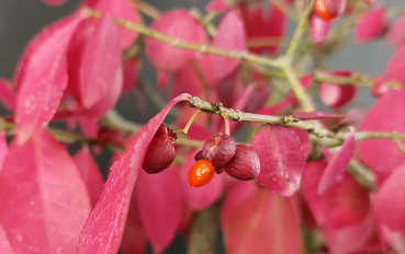 Preview: Bonsai - Euonymus alatus, Spindelstrauch