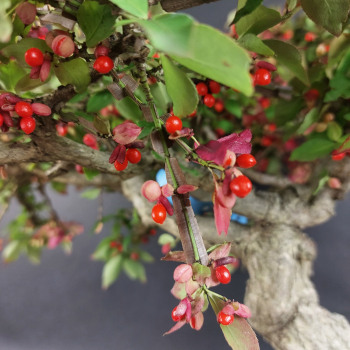 Bonsai - Euonymus alatus