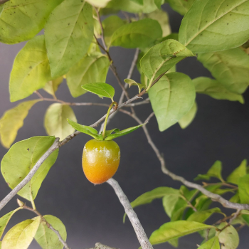 Bonsai - Diospyros Kaki, Weiblich