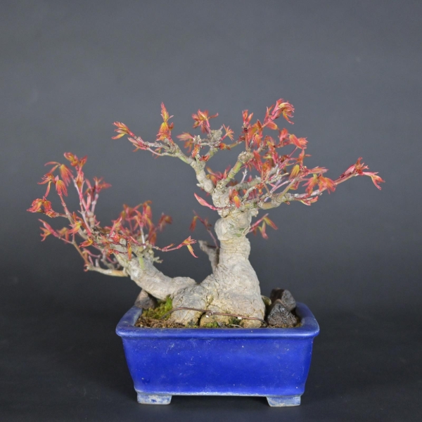 Bonsai - Fächerahorn, Acer Palmatum, Shohin