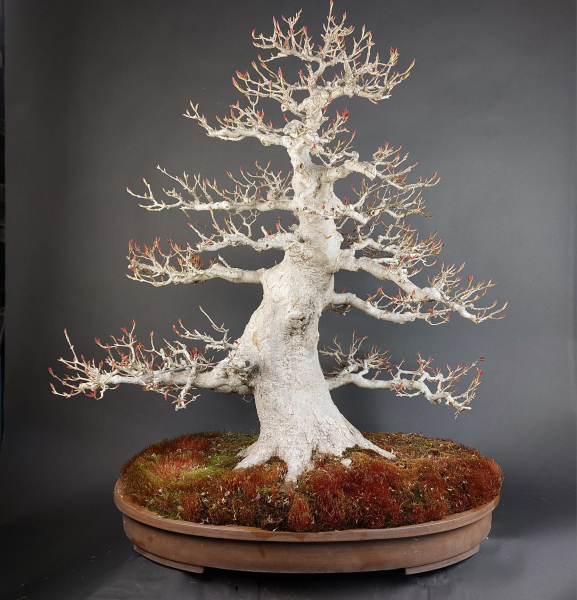 Bonsai - Dreispitzahorn, Acer Buergerianum