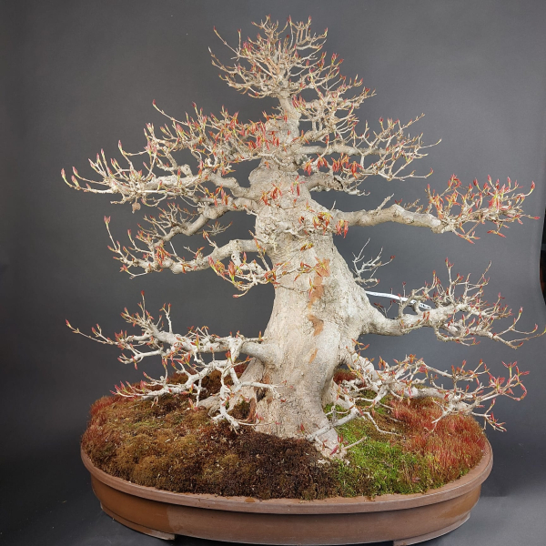 Bonsai - Dreispitzahorn, Acer Buergerianum