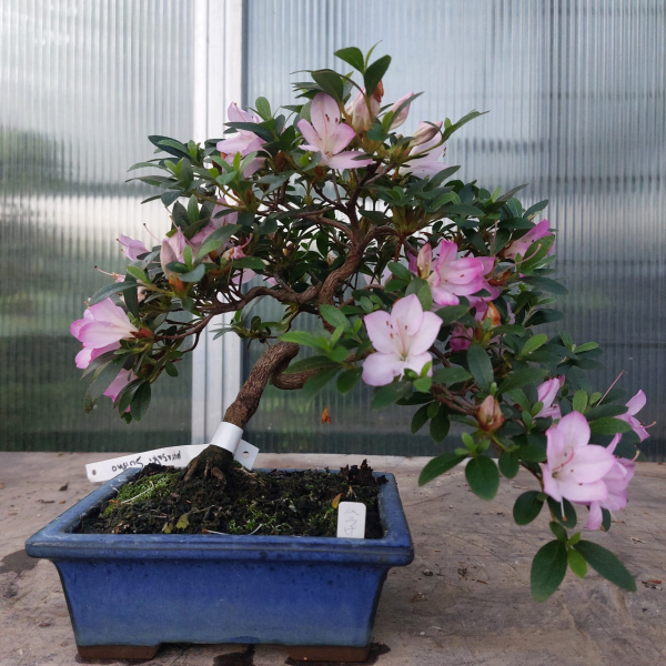 Bonsai - Jap. Satsuki Azalee, Murasakisuisho
