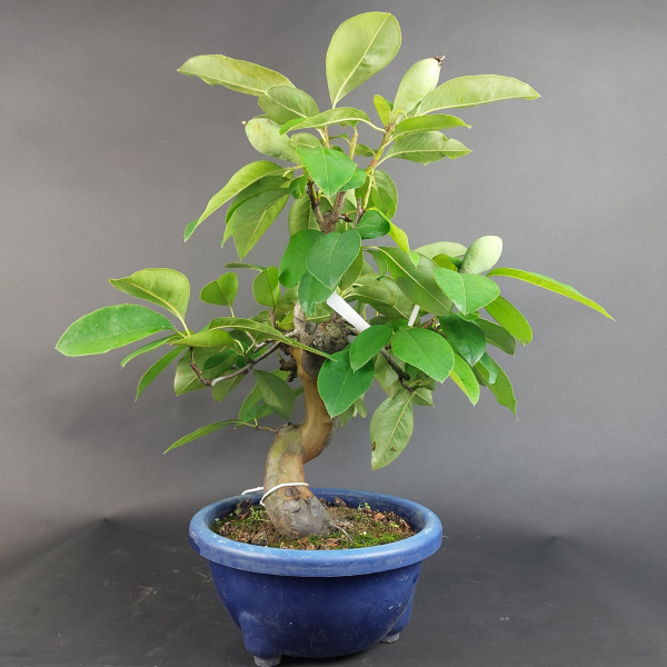 Bonsai - Quitte, Cydonia Sinensis