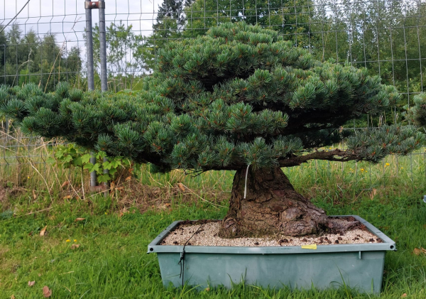 Gartenbonsai, Niwaki - Mädchenkiefer, Pinus Pentaphylla