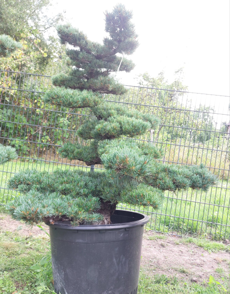 Gartenbonsai, Niwaki - Mädchenkiefer, Pinus Pentaphylla