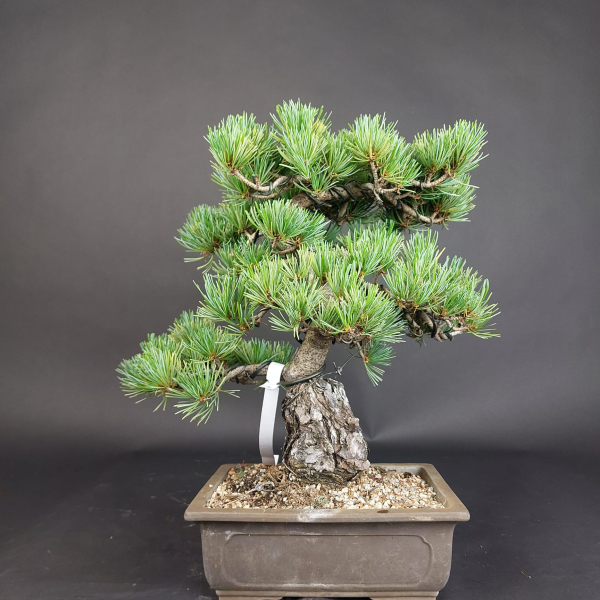 Bonsai - Mädchenkiefer, Pinus Pentaphylla, Japan
