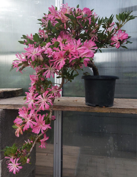 Bonsai - Jap. Satsuki Azalee, Hanabin