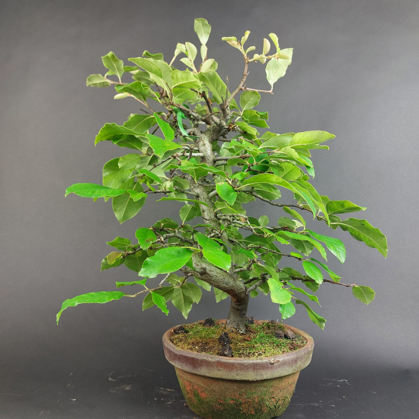Bonsai - Quitte, Cydonia Sinensis