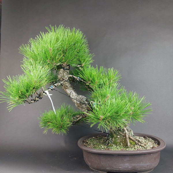 Bonsai - Schwarzkiefer, Pinus Thunbergii, Japan