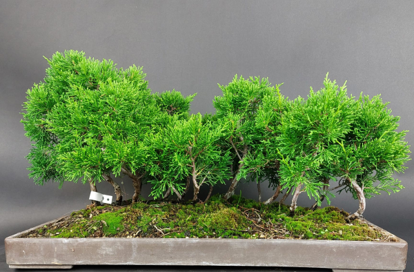 Bonsai - Wacholder, Juniperus Chinensis, Floß