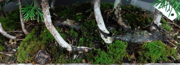 Bonsai - Wacholder, Juniperus Chinensis, Floß
