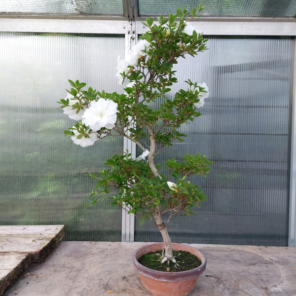 Bonsai - Jap. Satsuki Azalee, Hanabotan White
