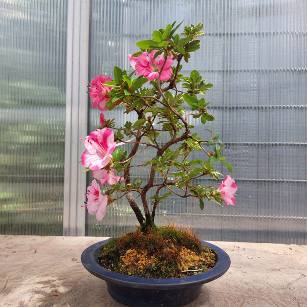 Bonsai - Jap. Satsuki Azalee, Kobai Camouflage, Rarität